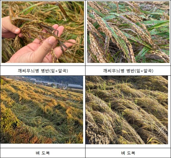 농식품부, 벼 깨씨무늬병 등 피해면적...