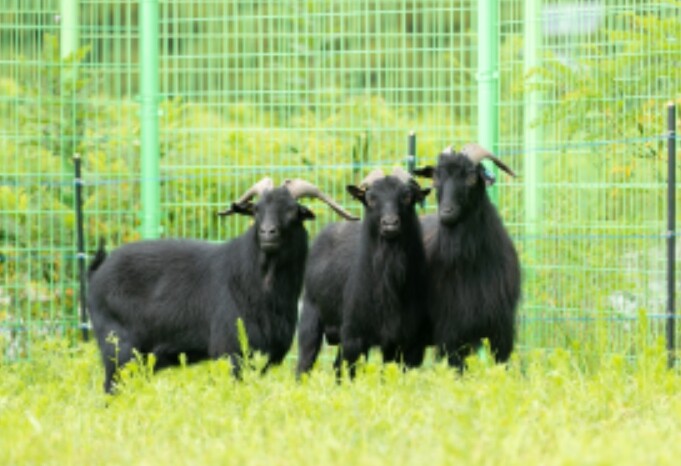 농촌진흥청, 노령 반려견 장 건강 개...