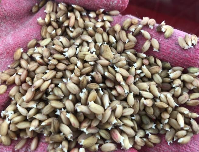 단양군, 2025년산 우량종자 신청 ...