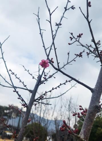 강진 첫 ‘홍매화’ 개화에 강진청자축...