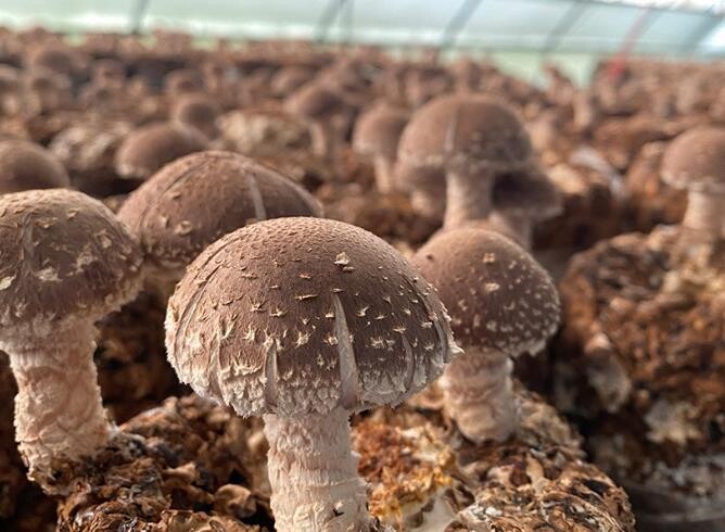 대통령 설 선물로 선정된 ‘청양 표고...