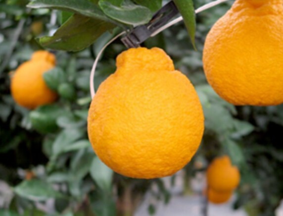 농촌진흥청, 국산 감귤 '탐나...