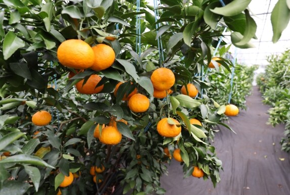 수도권 소비자, “미국산 만다린보다 ...