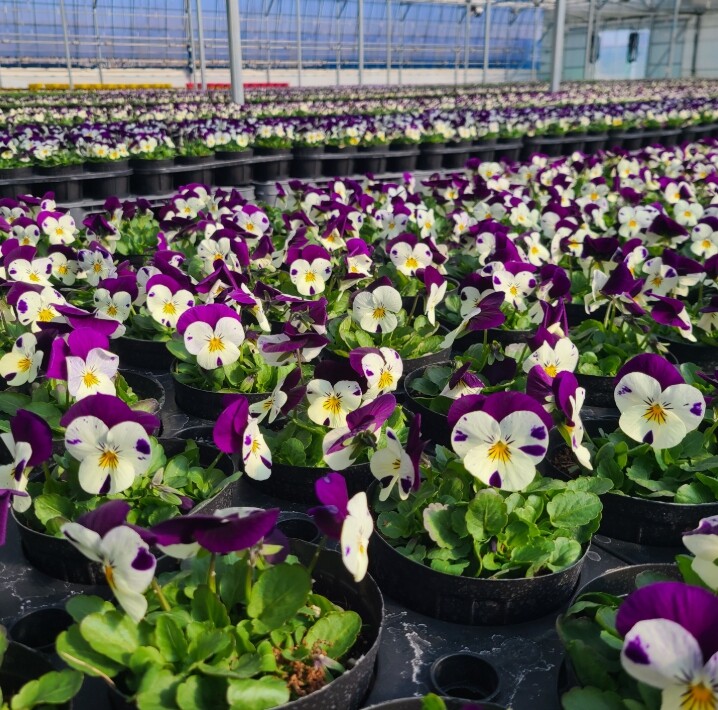 영동군 혹한 속 봄꽃의 전령사, 비올...