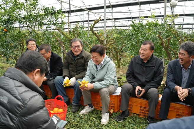 제주 만감류 가격 회복세 속 한라봉 농가 현장 소통