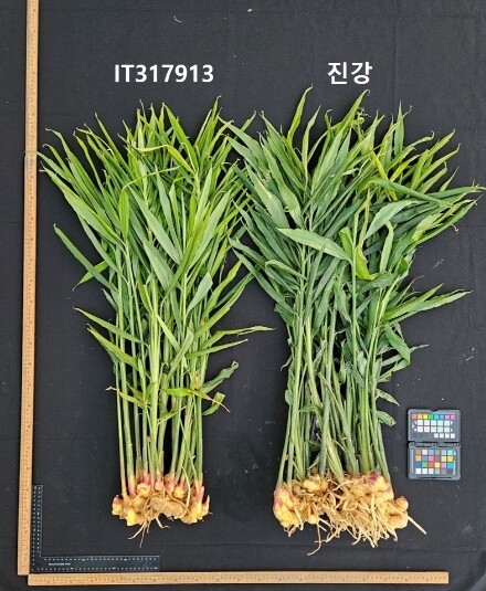 충남도 농업기술원 “생강 종자 주권, 충남이 지킨다!”
