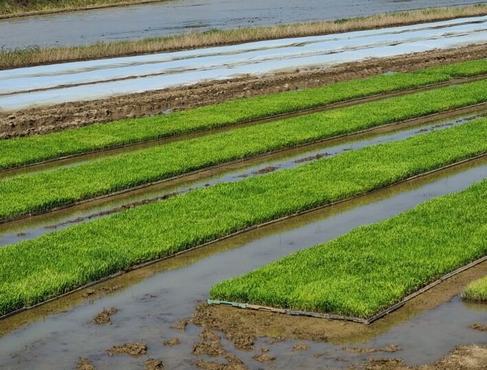 벼농사 첫걸음, 병해충 사전 차단 나...