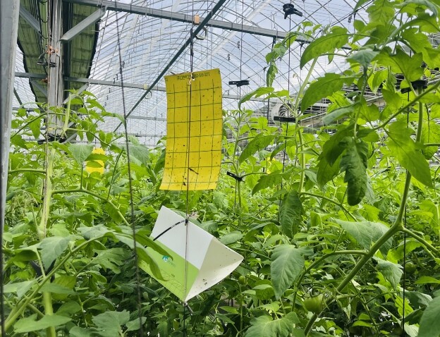 경기도농업기술원, 토마토 재배 농가 전수조사. 토마토뿔나방 방제 지원