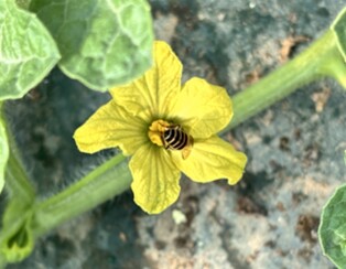 농촌진흥청, ‘토종벌’ 안정적인 수박 생산 돕는다