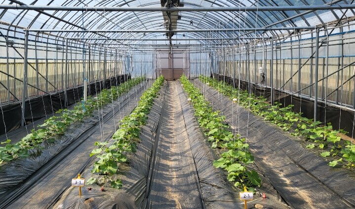 충남도 봄재배 멜론 정식 후 초기 생...