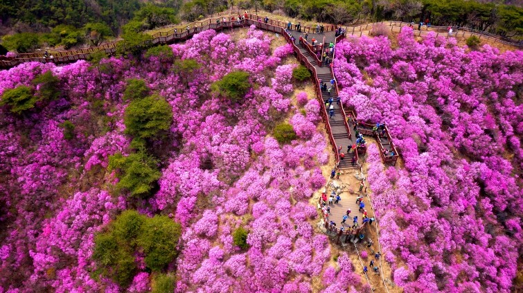 강화군, 고려산 진달래 꽃구경 행사 ...