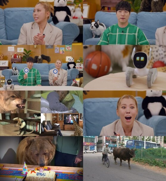 [SBS TV 동물농장] 진짜 사이 ...