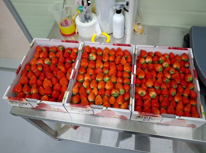 평창군, 스마트팜 딸기 기부로 지역사...