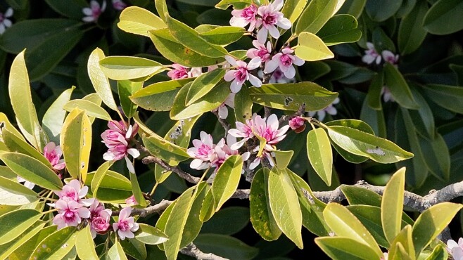 국립산림과학원, 제주 희귀식물 ‘초령...