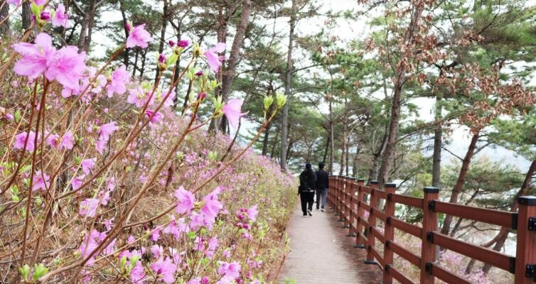 몽골독수리 떠난 길따라 꽃이 피고… ...