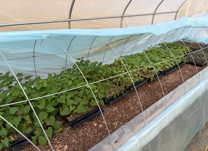 김포시농업기술센터, 고구마 조직배양묘...