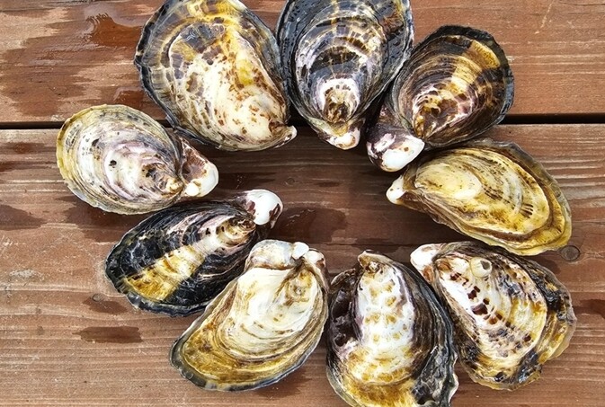 고성군, ‘개체굴 양식 공모사업’ 선...