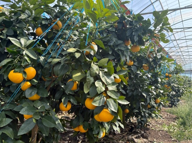 제주도 자몽 농약등록기간 단축, 재배...